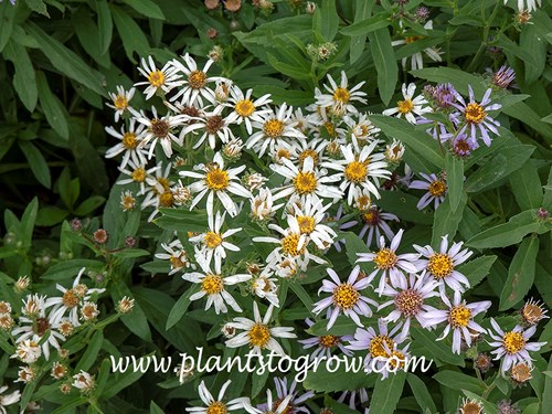 White Artic Aster (Eurybia siberica alba)
May 11)